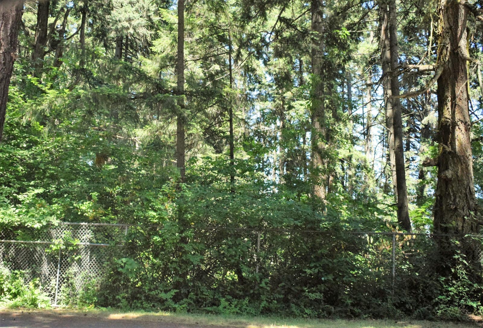 Wooded undeveloped Puget Sound parcel with Douglas fir and a chain-link fence, the kind of home site a Kitsap County feasibility study evaluates
